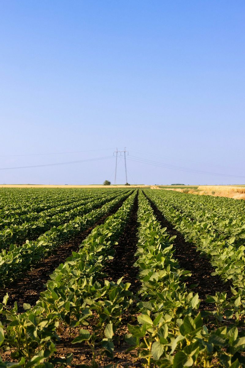 Irrigação em lavoura na região de Pirapora