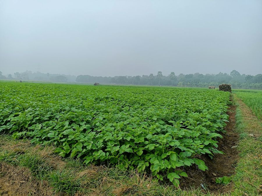 Lavoura ao amanhecer com neblina